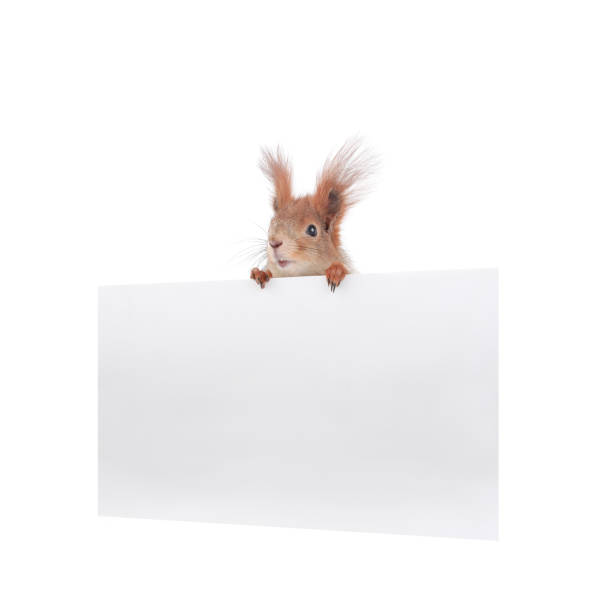 istock squirrel holding an advertising board for writing your text isolated against white background 1390794288