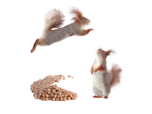 surprised squirrel looking at squirrel jump isolated on white background