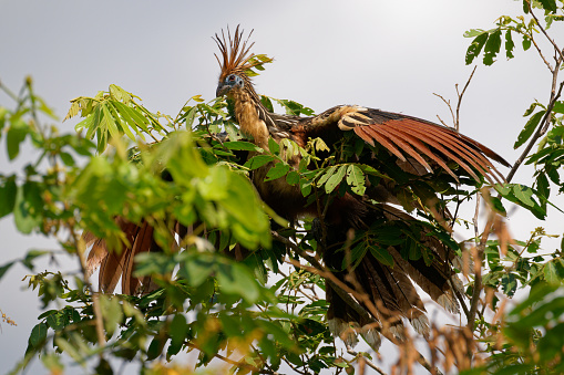 Hoatzin survive in the Los Llanos region of Colombia