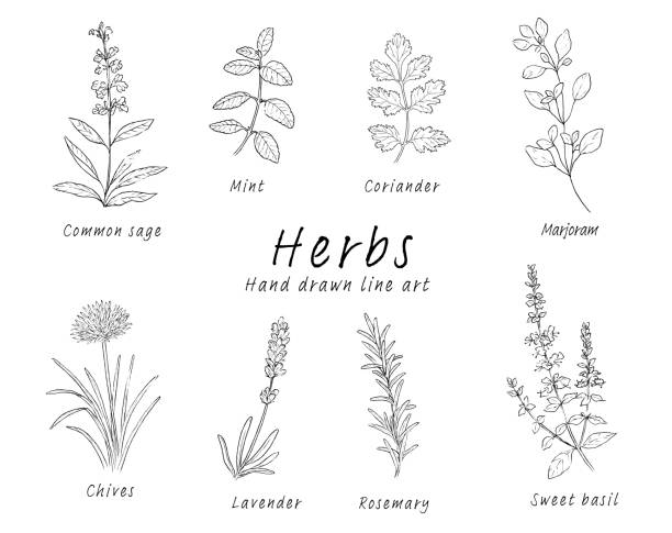 stockillustraties, clipart, cartoons en iconen met pen drawing set of various herbs - bieslook illustraties