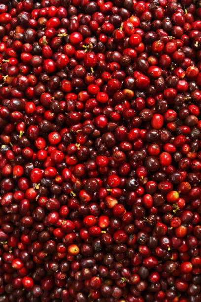 istock close up of fresh coffee beans 1390795511