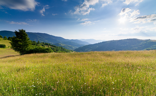 Nice green pasture with many wildflowers on a hill with a wide view of the Black Forest mountains, overlooking the summer landscape. Germany.