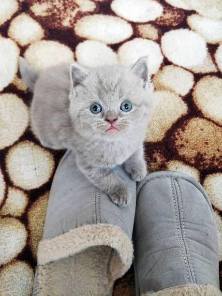 istock british shorthair kitten on slippers 1390798418
