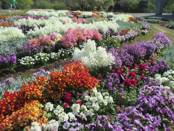 istock Spring flowerbed with many colorful flowers in full bloom 1390799393