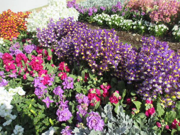 istock Spring flowerbed with many colorful flowers in full bloom 1390799588