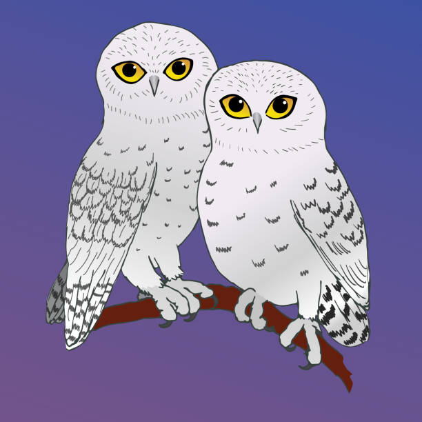 421 Cute Owl Couple Cartoon Illustrations & Clip Art - iStock
