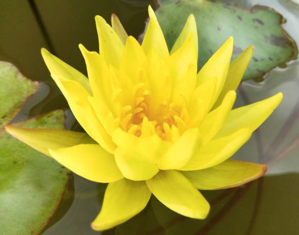 istock AMERICAN  YELLOW LOTUS 1390800404