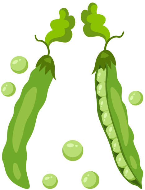 zwei frische grüne hülse mit erbsen - green pea pea pod vegetable cute stock-grafiken, -clipart, -cartoons und -symbole