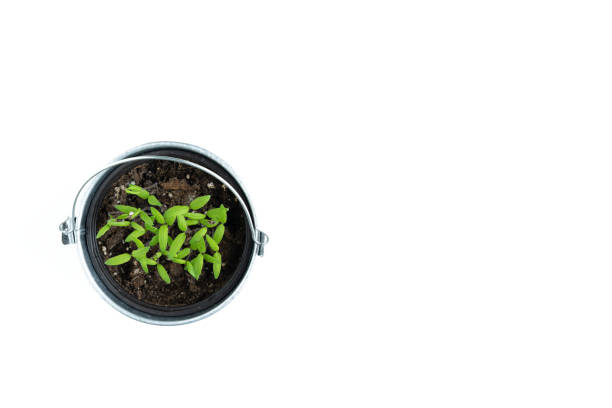 istock Pot with young seedlings on white background. Top view. 1390802058