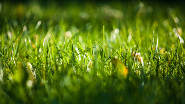 istock Natural Green lawn background with selective focus. Grass clippings, well maintained. 1390803262