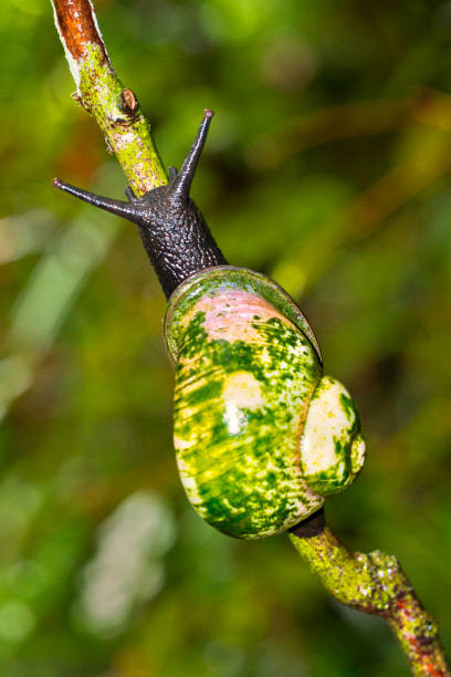 Giant Tree Snail, Acavus phoenix, Sinharaja National Park Rain Forest, UNESCO World Heritage Site Biosphere Reserve, Sri Lanka, Asia