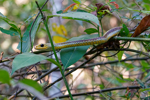 a snake rests after a successful hunt in the Los Llanos region of Colombia