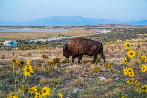 Buffalo roaming around in the greenery pasture of the preserve park