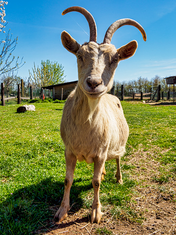 Thick two-tone goat