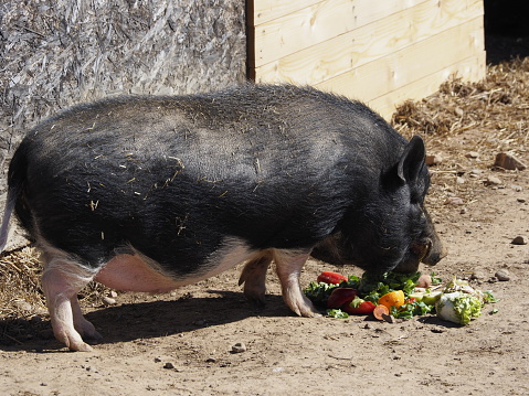 pig in the enclosure