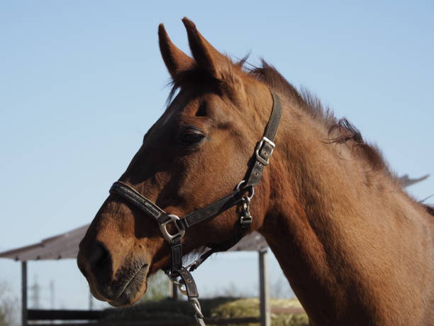 istock Horse portrait 1390805022