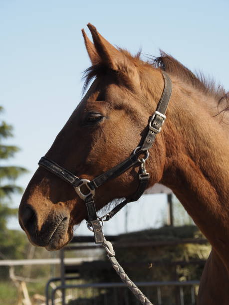 istock Horse portrait 1390805085