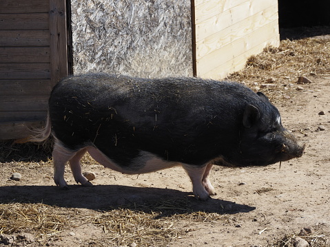 pig in the enclosure