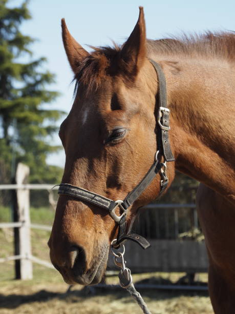 istock Horse portrait 1390805316