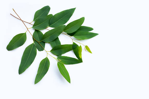 istock Eucalyptus leaves on white background. 1390805324