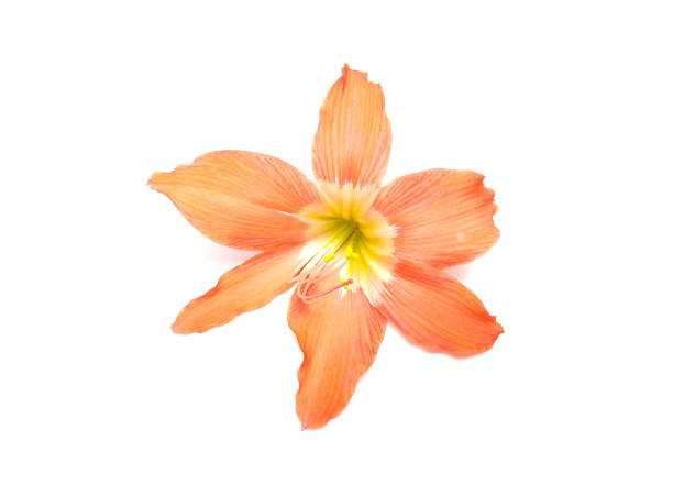 giglio delle barbados a strisce (hippeastrum striatum) fiore isolato su sfondo bianco, messa a fuoco selettiva - gladiolus single flower stem isolated foto e immagini stock