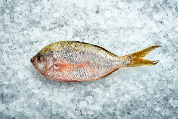 istock Fresh dorado fish on ice. Close-up, top view 1390806308