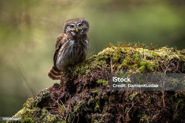Eurasian Pygmy Owl Stock Photo - Download Image Now - Pygmy Owl, Owl, Animal