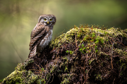 Eurasian pygmy owl in natural habitat. The smallest European owl sits on the moss.