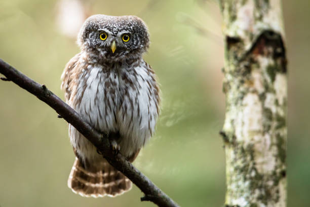istock Eurasian pygmy owl (Glaucidium passerinum) 1390806681