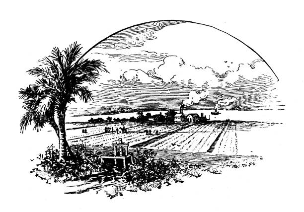 ilustrasi antik dari usa, south carolina landmarks dan perusahaan: rice fields - paddy ilustrasi stok