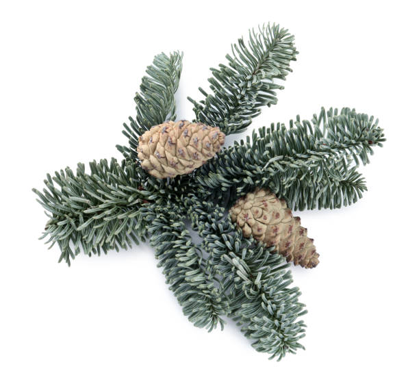 istock Fir tree branch with pinecones isolated on white, top view 1390807825