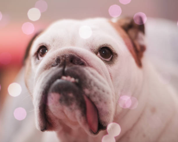 istock daydreaming dog in ethereal light 1390808053