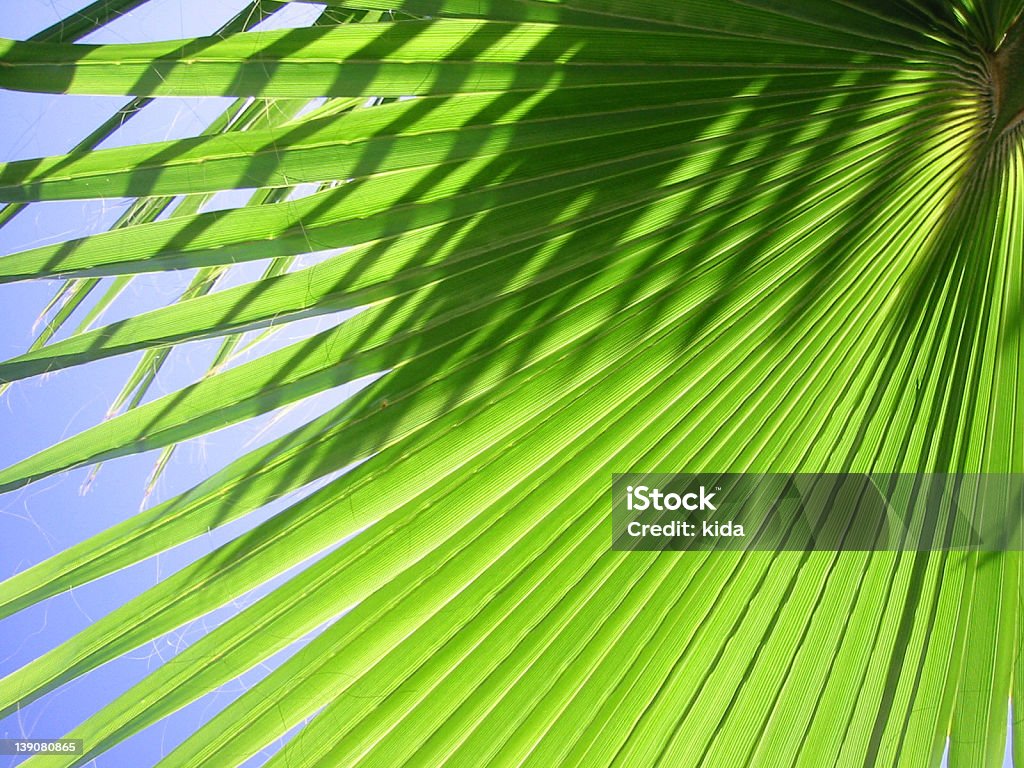 Palm Tree Leaf 2 Mexican Fan Palm against a blue sky. Blue Stock Photo