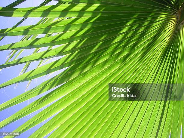 Palm Tree Leaf 2 Stock Photo - Download Image Now - Blue, Brightly Lit, Chlorophyll
