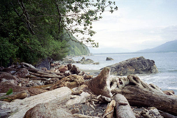Driftwood A beach of driftwood on the shores of the West Coast Trail pacific northwest region stock pictures, royalty-free photos & images