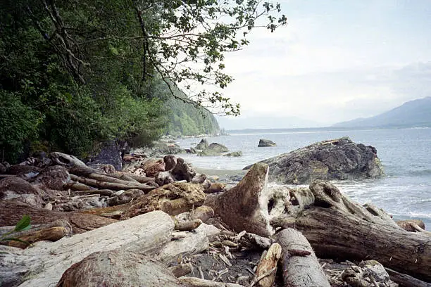 A beach of driftwood on the shores of the West Coast Trail