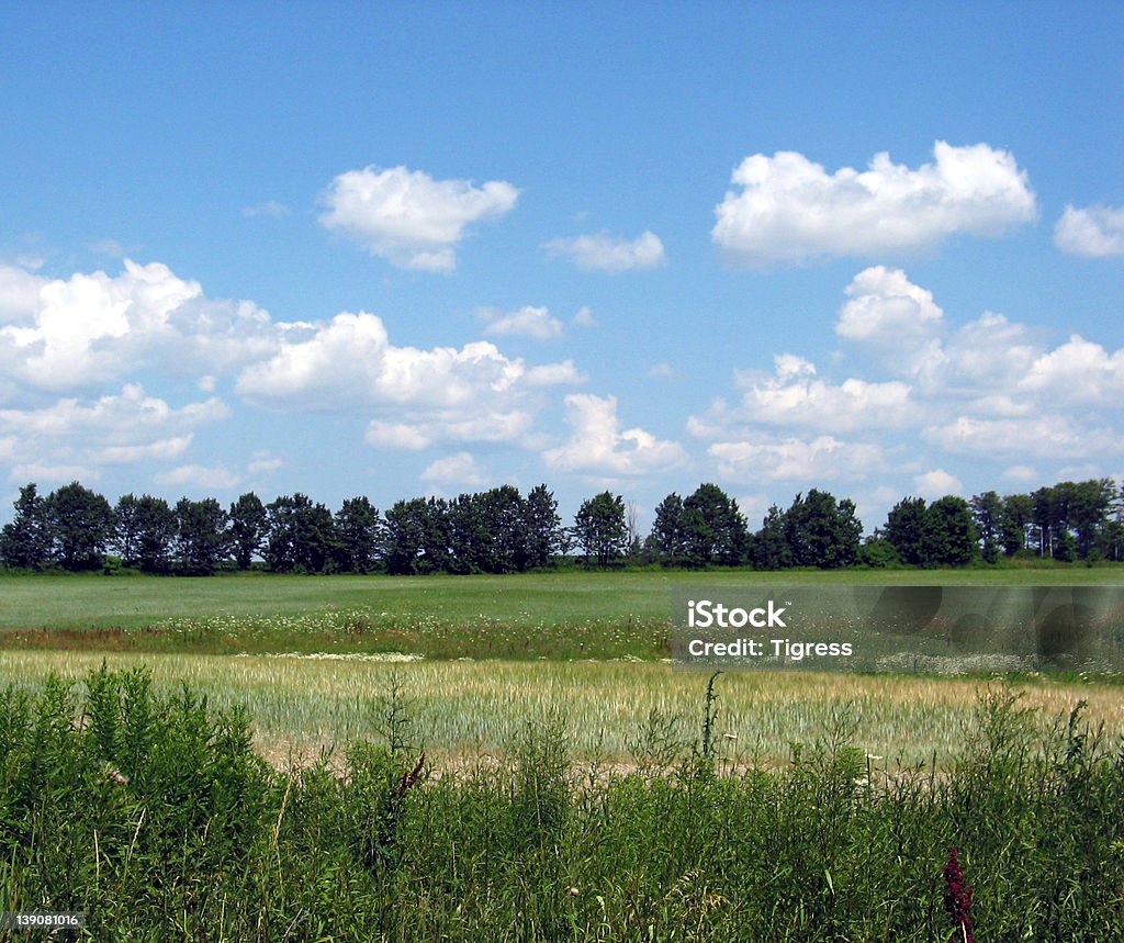 Vert Field - Photo de Agriculture libre de droits