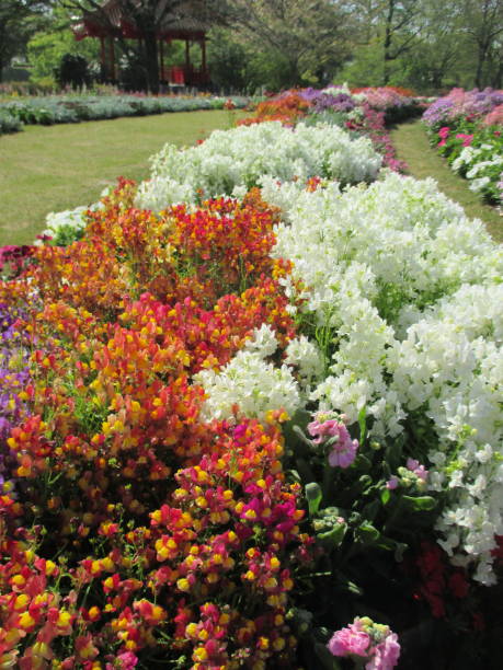 istock Spring flowerbed with many colorful flowers in full bloom 1390810165