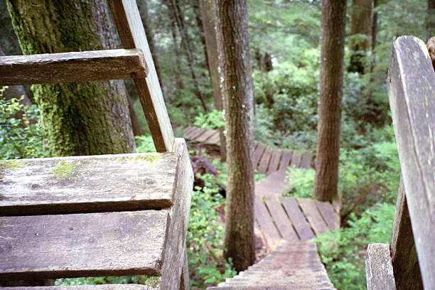 istock A Series of Boardwalks  In the Forest 139081043
