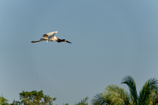 Storks survive in the Los Llanos region of Colombia