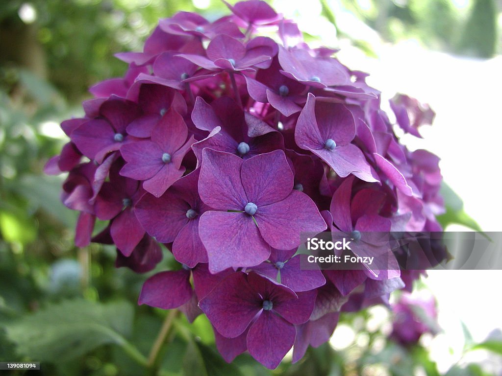 Hydrangea_001 - Foto de stock de Brilhante - Luminosidade royalty-free