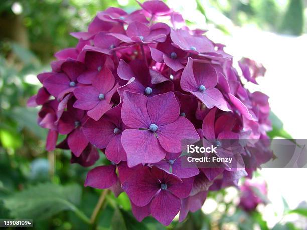 Foto de Hydrangea001 e mais fotos de stock de Brilhante - Luminosidade - Brilhante - Luminosidade, Colorido, Desfocado - Foco