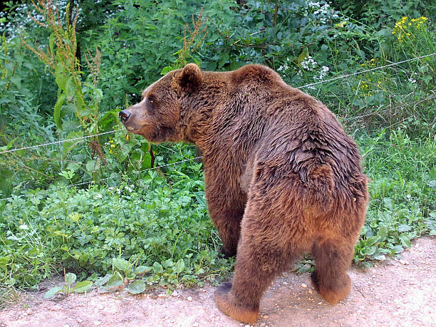 Urso-cinzento - fotografia de stock