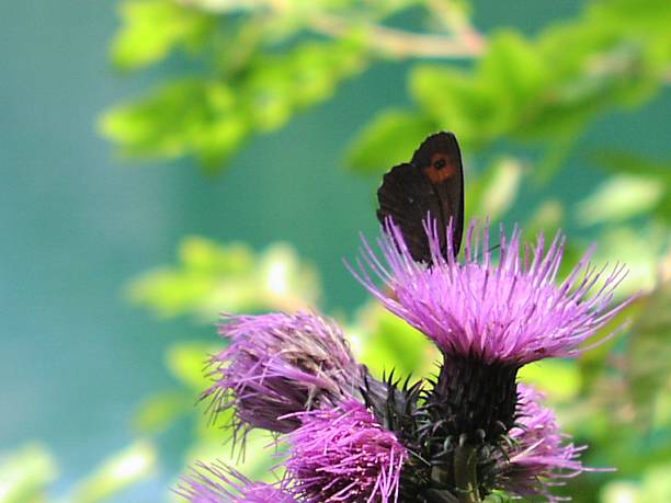 Uma borboleta em flor - fotografia de stock
