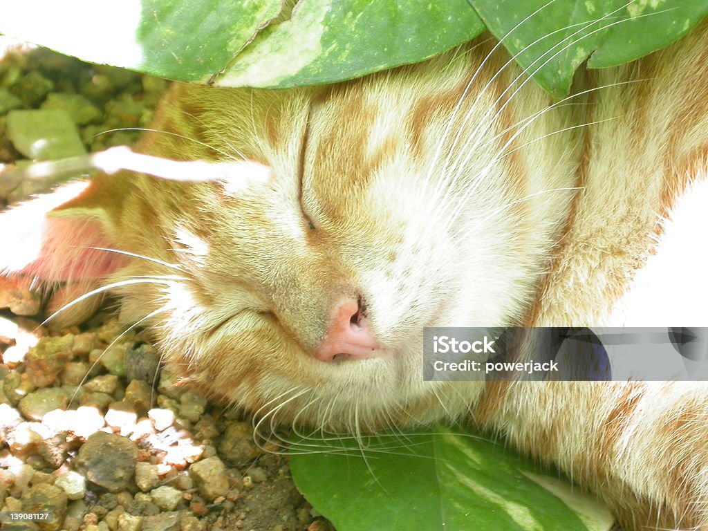 Sleeping Cat Cat,Wild,Sleeping,Sweet,Green Animal Stock Photo