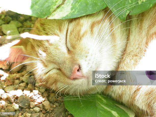 Sleeping Cat Stock Photo - Download Image Now - Animal, Animals In The Wild, Color Image