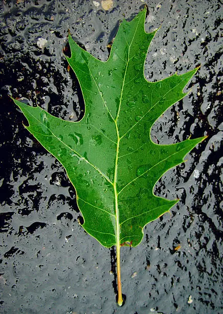 Wet oak leaf on wet, black, ground