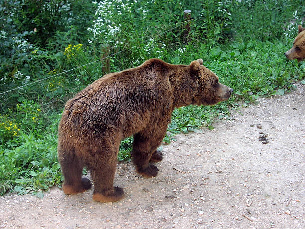 brown bears - fotografia de stock