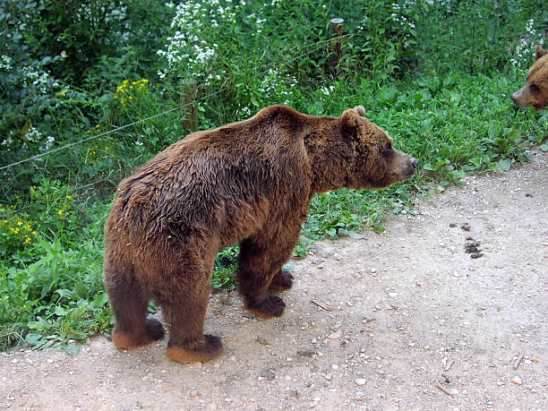 Cтоковое фото Коричневый bears