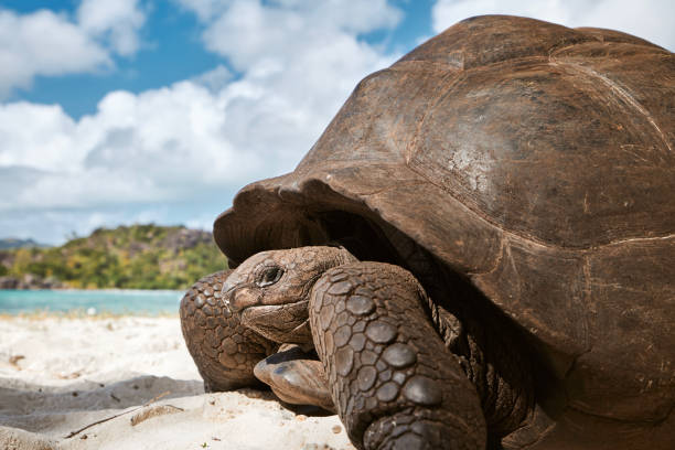 istock Aldabra giant tortoise on sand beach in Seychelles